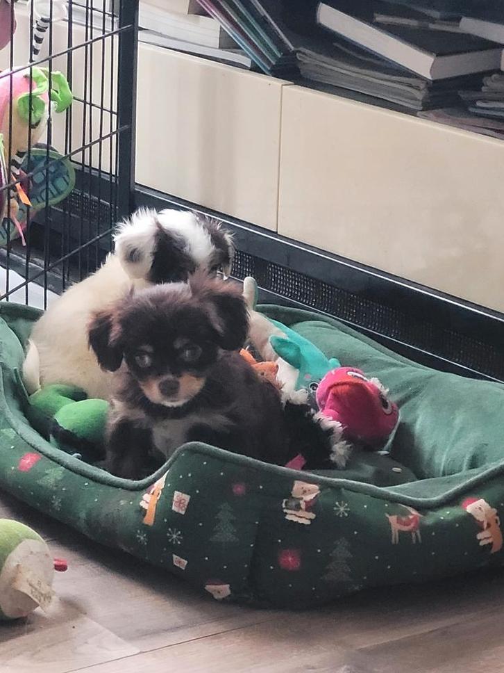 Nog 2 mooie gekruiste klein blijvende pupjes, Dieren en Toebehoren, Honden | Chihuahua's en Gezelschapshonden, Meerdere dieren