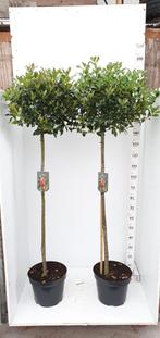 Ilex  op stam, Tuin en Terras, Planten | Tuinplanten, Ophalen, Zomer, Overige soorten, Halfschaduw
