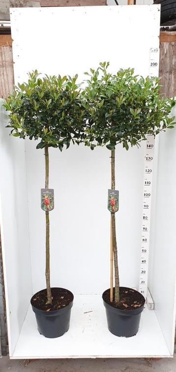 Ilex  op stam beschikbaar voor biedingen
