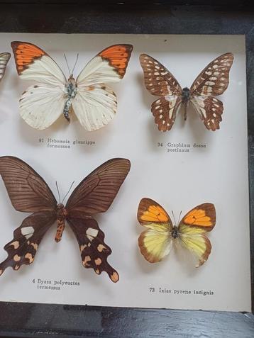 Oude vlinderkast met 6 vlinders brocante  opgezet echte  beschikbaar voor biedingen