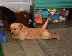 Goldenretriever x redfox labrador uit stamboom ouders, Dieren en Toebehoren, Honden | Retrievers, Spaniëls en Waterhonden, Golden retriever