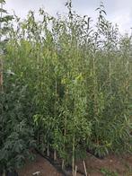 kronkelwilg, Tuin en Terras, Bloeit niet, Overige soorten, 100 tot 250 cm, Ophalen