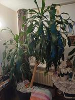 Grote kamerplanten - goed verzorgd!, Ophalen