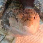 Blauwtongskink dame van 3 jaar 
( Tiliqua gigas gigas ), Dieren en Toebehoren, Reptielen en Amfibieën | Toebehoren, Ophalen, Zo goed als nieuw