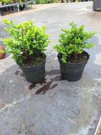 Mame en shohin pre bonsai Lonicera., Overige soorten, Lente, Minder dan 100 cm, Ophalen