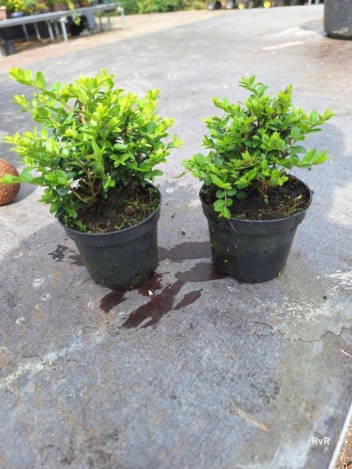 Mame en shohin pre bonsai Lonicera., Tuin en Terras, Planten | Bomen, Overige soorten, Minder dan 100 cm, Volle zon, Lente, In pot