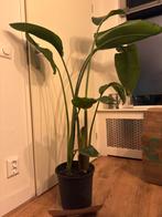 Strelitzia Nicolai - 170-180cm, Tuin en Terras, Planten | Tuinplanten, Vaste plant, Bloeit niet, Halfschaduw, Ophalen