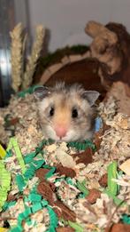 Syrische hamster man, Hamster, Mannelijk, Januari, Tam