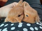 Thrianta konijnen, Dieren en Toebehoren, Konijnen, Meerdere dieren, Middelgroot, 0 tot 2 jaar