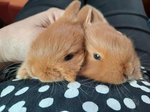 Thrianta konijnen nu 20 euro per st, Dieren en Toebehoren, Konijnen, Middelgroot, Meerdere dieren, 0 tot 2 jaar