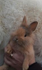Konijntjes hangoortjes voskonijntjes dwergkonijntjes, Dieren en Toebehoren, Konijnen, Meerdere dieren, Dwerg, Hangoor
