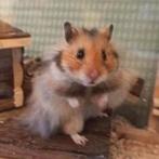 Langharige Syrische Goudhamster met vele accessoires, Mannelijk, Hamster, Na 1 juli 2024, Tam