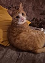 Kat te koop gevraagd, Dieren en Toebehoren, Kater