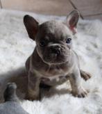 Franse Bulldog teef met stamboom goed opgevoed Belgie, Nederland, Rabiës (hondsdolheid), 15 weken tot 1 jaar, Bulldog