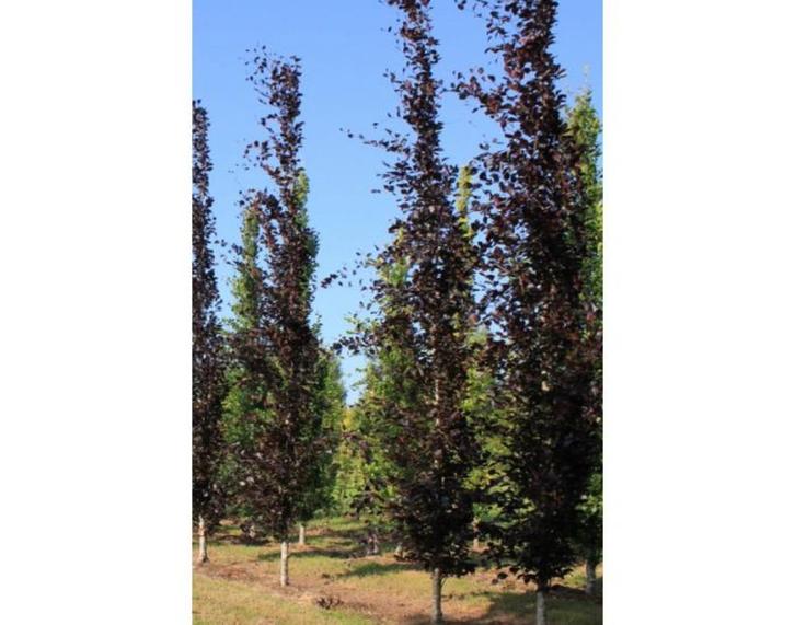 Mooie rode zuilbeuken bomen Fagus Sylvatica Dawyck Purple, Tuin en Terras, Planten | Bomen, Zuilboom, 250 tot 400 cm, Volle zon