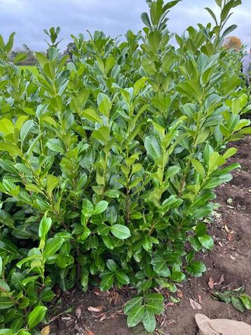 Prunus laurocerasus ‘Rotundifolia’ snelgroeiende laurierhaag beschikbaar voor biedingen