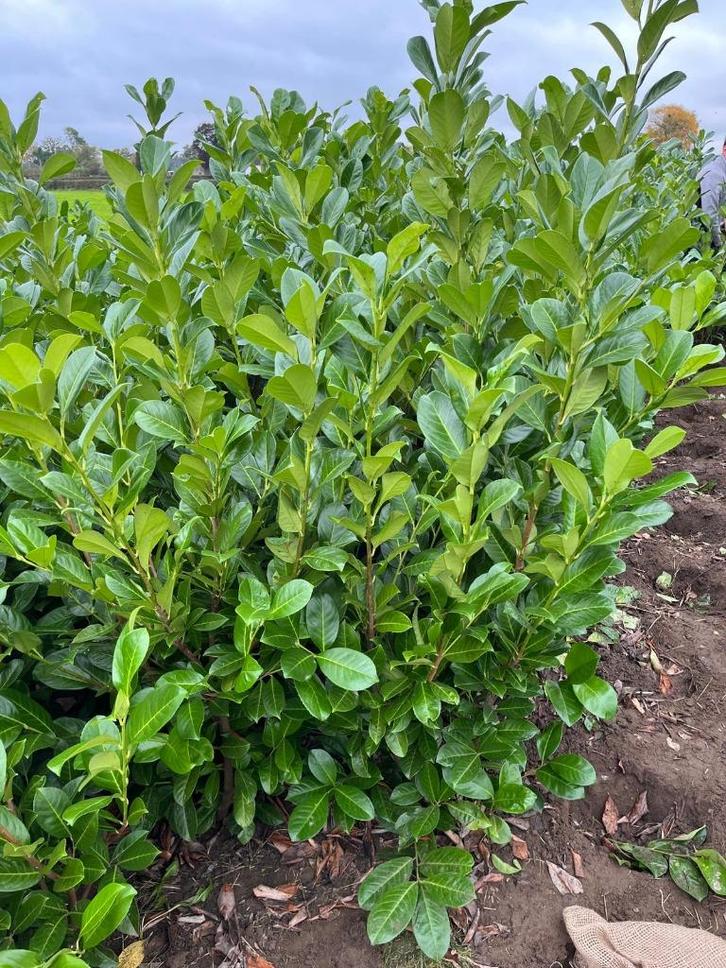 Prunus laurocerasus ‘Rotundifolia’ snelgroeiende laurierhaag, Tuin en Terras, Planten | Fruitbomen, Overige soorten, 100 tot 250 cm