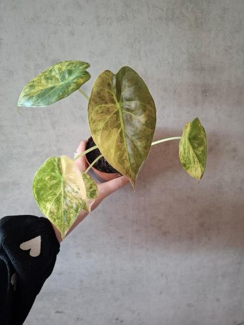 Alocasia Wentii Aurea Variegata, Huis en Inrichting, Kamerplanten, Overige soorten, Minder dan 100 cm, Ophalen of Verzenden