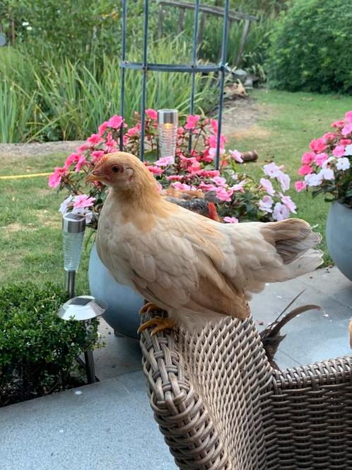 Koppeltje zuiver Chabo hen 10 w en haan 6 w, Dieren en Toebehoren, Pluimvee, Kip, Meerdere dieren