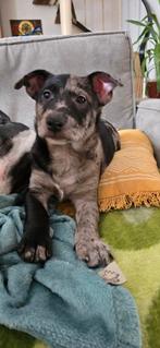 Mooie puppy is kruising tussen een bullterrier en pomsky, 8 tot 15 weken, Meerdere, Meerdere dieren, Parvo