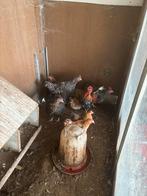 10 kippen van alles wat, Dieren en Toebehoren, Pluimvee, Geslacht onbekend, Kip