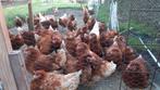 Jonge bruine legkippen te koop, Dieren en Toebehoren, Pluimvee, Vrouwelijk, Kip