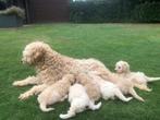 Mooie Labradoodle pups, Dieren en Toebehoren, 8 tot 15 weken, Meerdere, Meerdere dieren, Middel