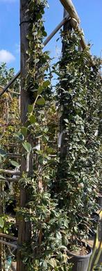 Trachelospermum jasminoides, Ophalen, Volle zon, Vaste plant, Klimplanten