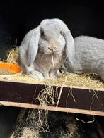 Franse hangoor, Dieren en Toebehoren, Konijnen, Mannelijk, Groot, Hangoor