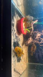 3 x regeboog cichlide, Vis
