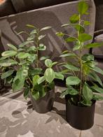 Ficus, Ophalen