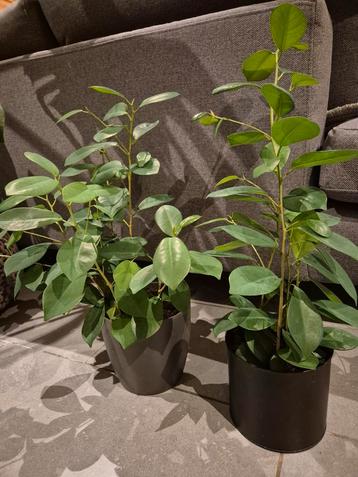 Ficus  beschikbaar voor biedingen