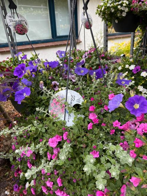 Mooie hangers met waterreservoir nu €12,50 en €17,50, Tuin en Terras, Planten | Tuinplanten, Overige soorten, Volle zon, Zomer