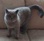 British shorthair met stamboom, Kater, Gechipt