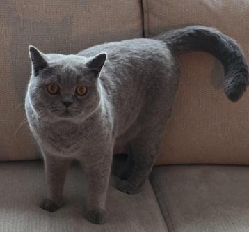 British shorthair met stamboom beschikbaar voor biedingen