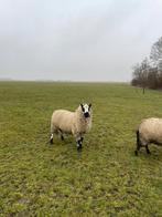 Stamboek Kerry Hill ram, Dieren en Toebehoren, Schapen, Geiten en Varkens, Mannelijk, Schaap