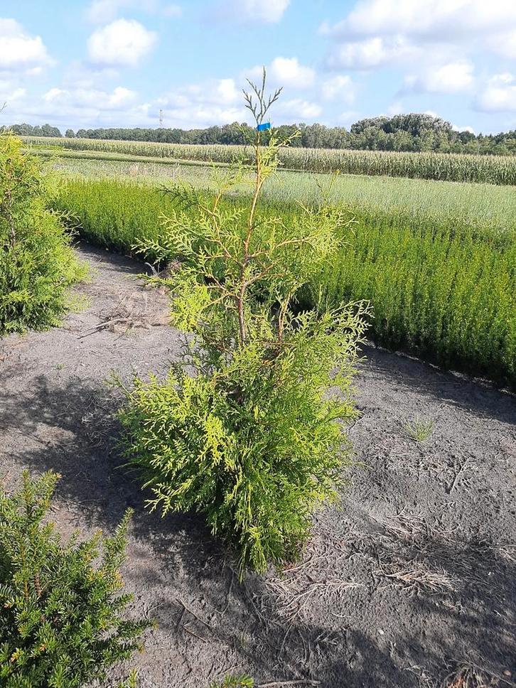 Thuja Brabant met kluit  100+cm   €65 euro, Tuin en Terras, Planten | Struiken en Hagen, Conifeer, 100 tot 250 cm, Ophalen