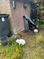 Konijn Gratis Meenmen Amstelveen, Dieren en Toebehoren, Konijnen