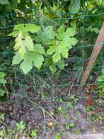 Druiven plant, Ophalen of Verzenden, Minder dan 100 cm