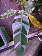 Grote Musa Florida 1.20 meter, Huis en Inrichting, Ophalen of Verzenden, Halfschaduw, 100 tot 150 cm