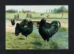 Pluimvee Kippen Uilebaard Zwart Boerderij, Van Gink., Ophalen of Verzenden, 1980 tot heden, Ongelopen, Vogel
