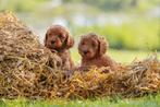 Prachtige labradoodles Australian pups, kleur rood/abrikoos, Overige rassen, 8 tot 15 weken, Meerdere, Meerdere dieren