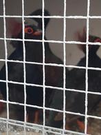 1_ 3 roulroul, Dieren en Toebehoren, Vogels | Overige Vogels, Meerdere dieren