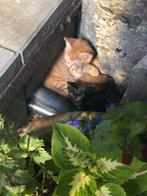 Boerderij kittens, jonge poesjes, Dieren en Toebehoren, Katten en Kittens | Overige Katten, Meerdere dieren