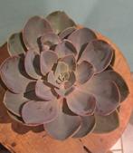 Vetplanten, Ophalen of Verzenden, Halfschaduw, Minder dan 100 cm