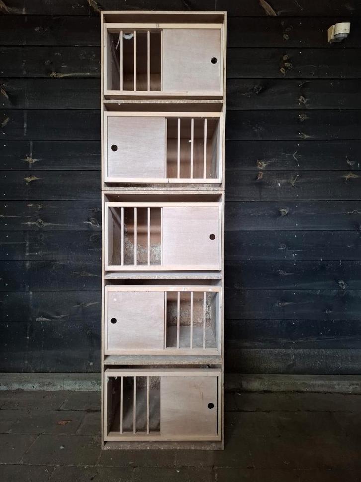 Broedbakken postduiven, Dieren en Toebehoren, Vogels | Duiven, Postduif, Meerdere dieren