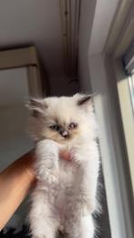 Britse langhaar kitten, Dieren en Toebehoren, Katten en Kittens | Raskatten | Langhaar, Kater