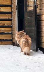 Maine coon dekkater, 0 tot 2 jaar