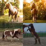 Gezocht: iemand die paarden kan scheren!, Dieren en Toebehoren, Paarden en Pony's | Overige Paardenspullen, Ophalen of Verzenden