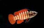 Dario tigris Myanmar / Black Tiger Dwergbaars man + vrouw, Dieren en Toebehoren, Vissen | Aquariumvissen, Vis, Zoetwatervis